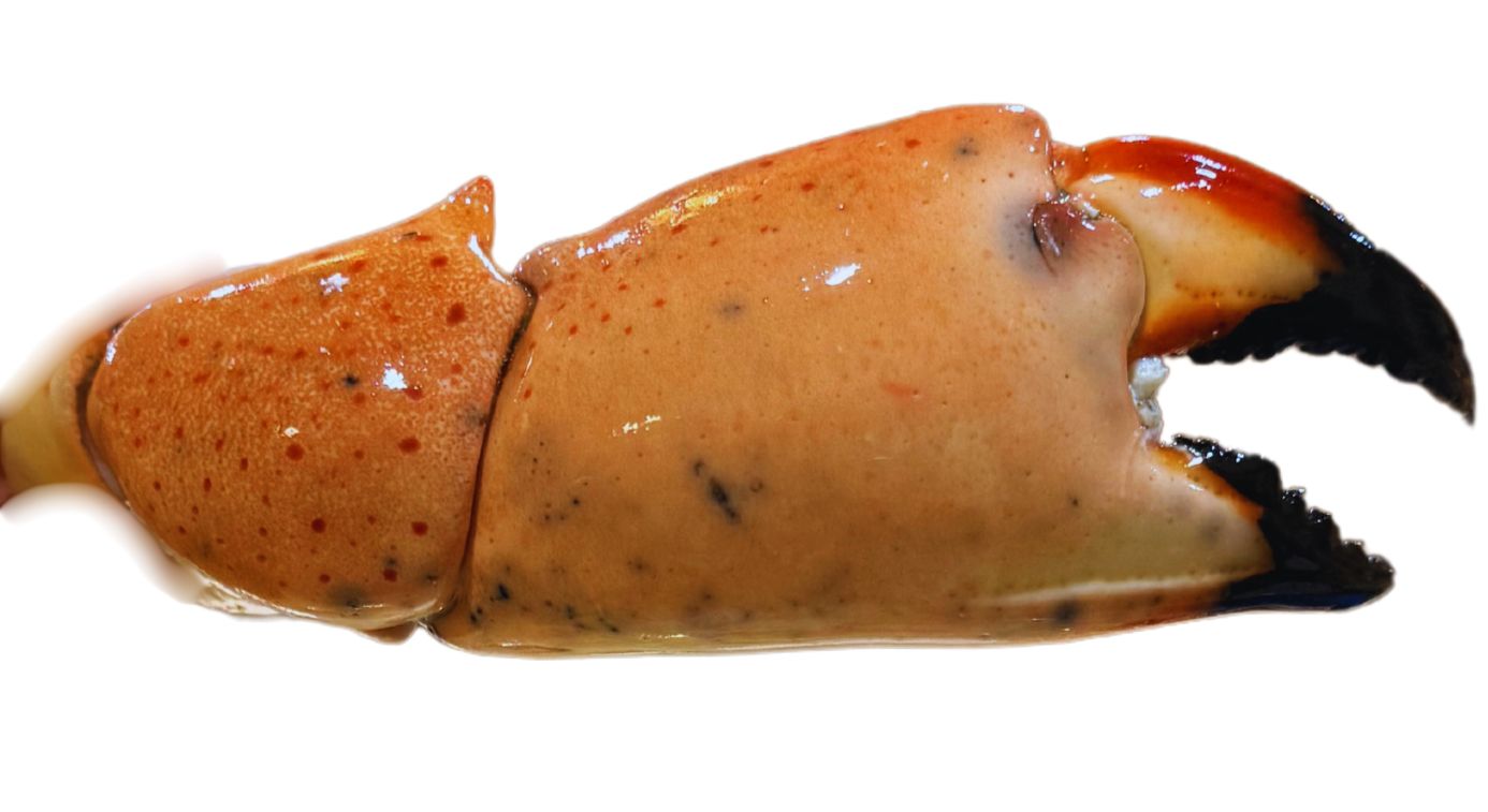 Large Stone Crab Claws